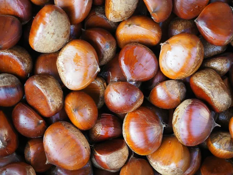 Ricci e castagne sulla mulattiera