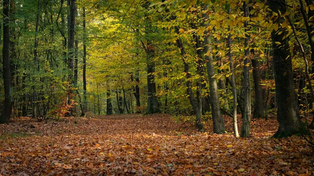 Il Sentiero dei Faggi sul Monte Bolettone