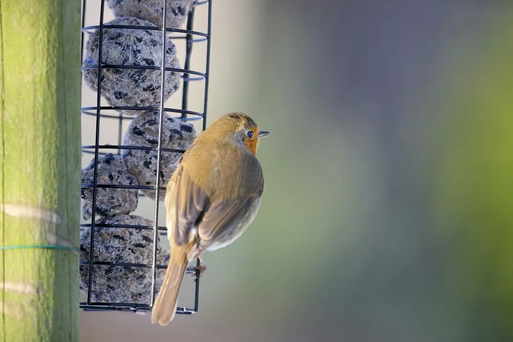 Un pettirosso in giardino d’inverno