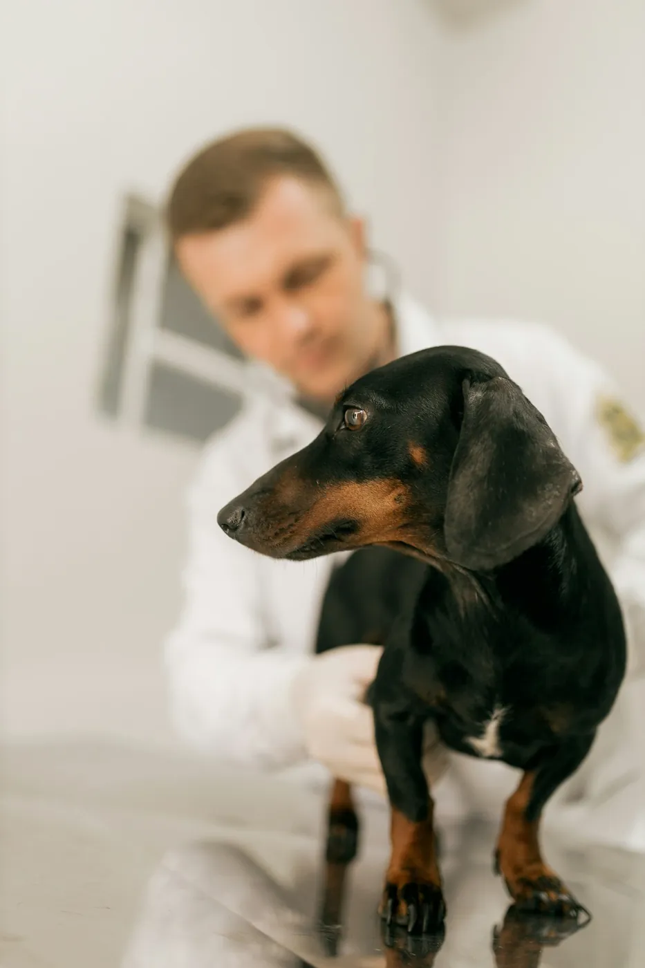 Clinica Veterinaria Triangolo Lariano, Canzo